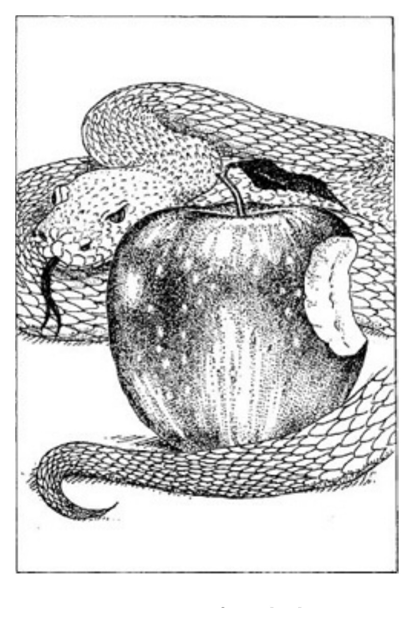 An engraving of a serpent coiled around a bitten apple