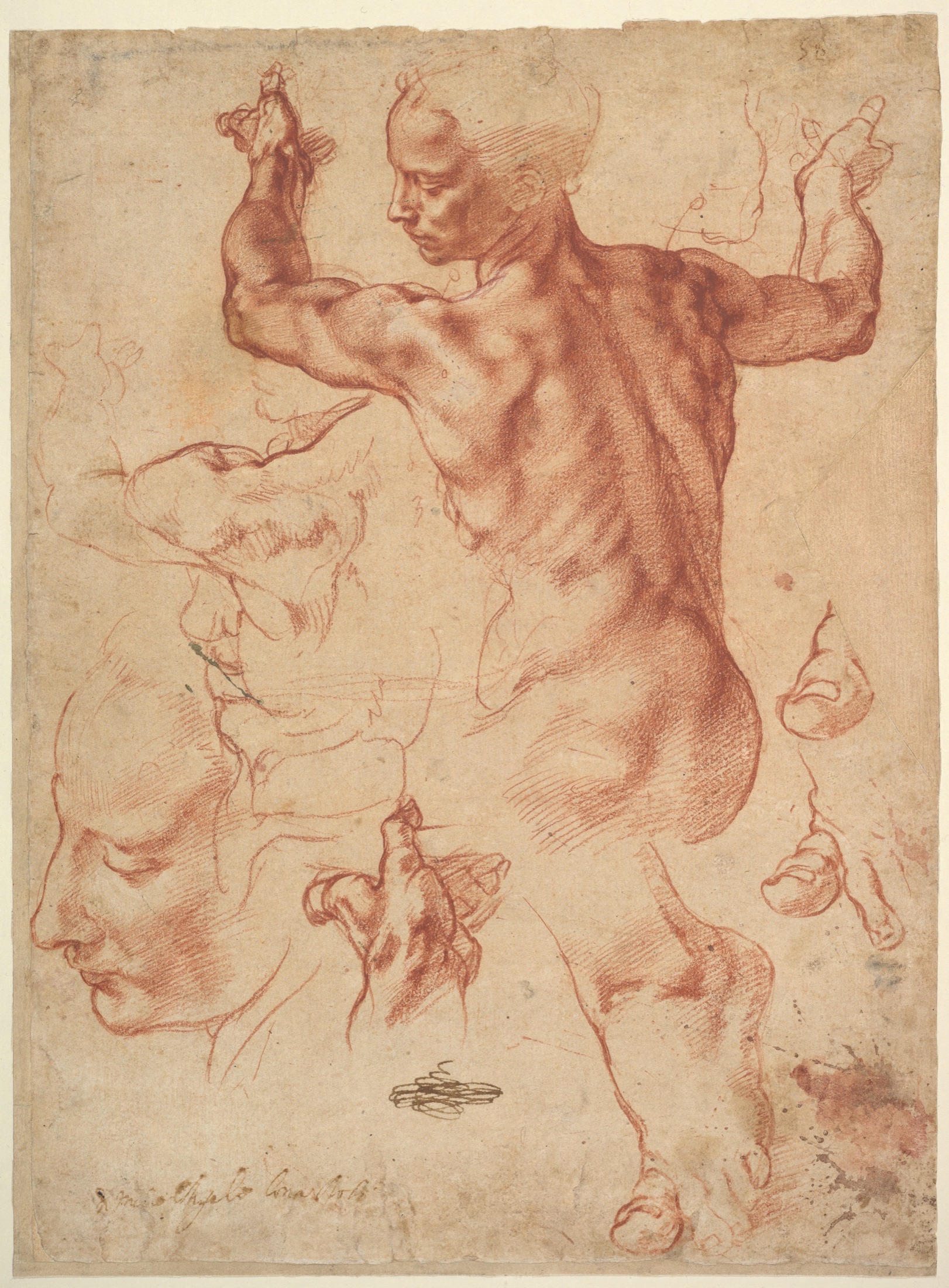 Michelangelo, studies for the Libyan Sibyl
